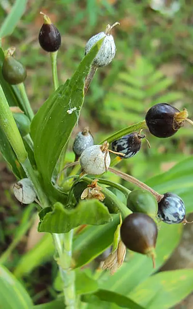 Larme de job Fleur Martinique