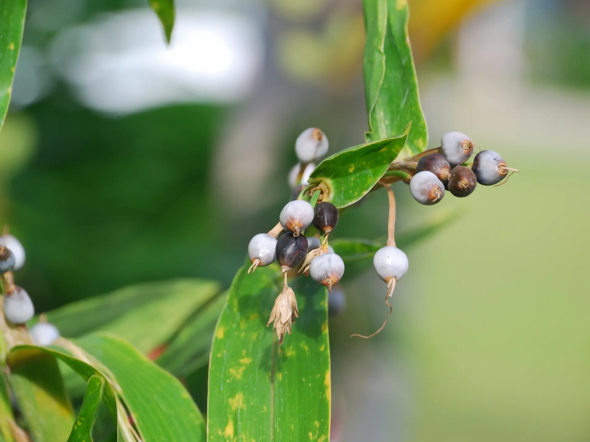Larme de job Fleur Martinique