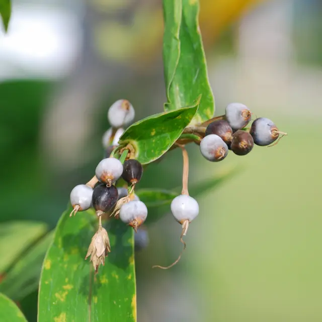 Larme de job Fleur Martinique