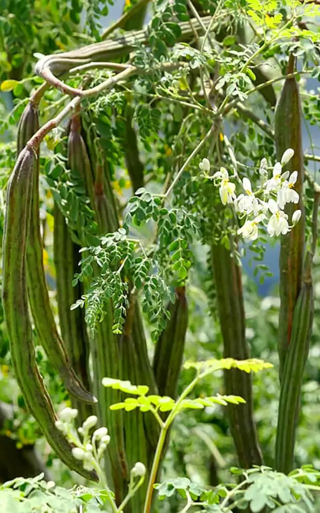 Moringa Cosse Fleur Martinique