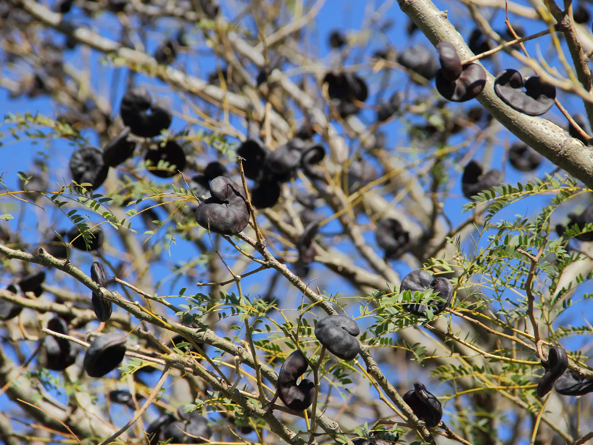 Oreille à mulatre Graine Martinique