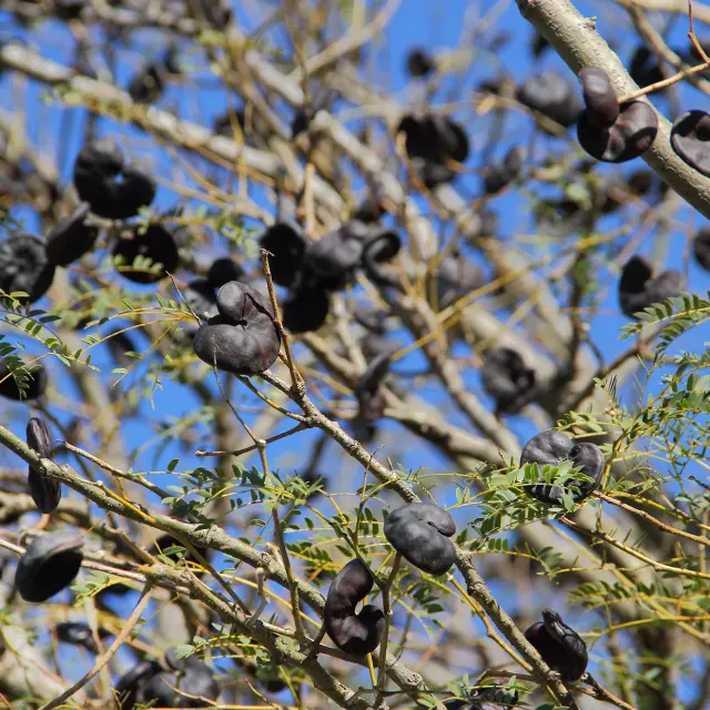 Oreille à mulatre Graine Martinique