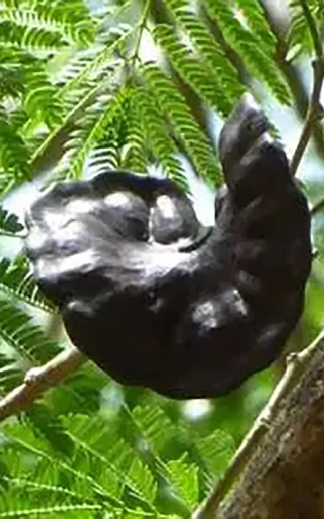 Oreille à mulatre Graine Martinique
