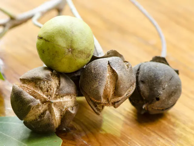 Catalpa Fleur Martinique