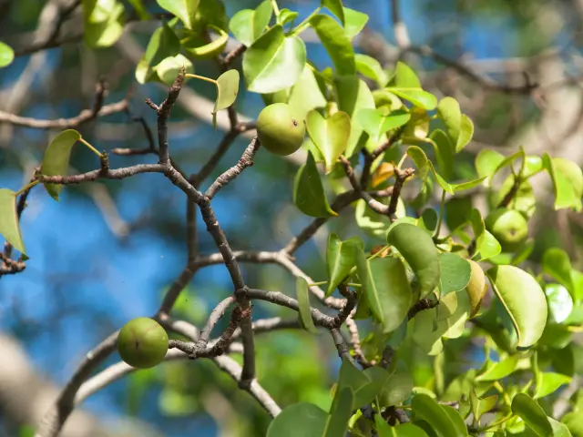 Mancelinier Fleur Martinique