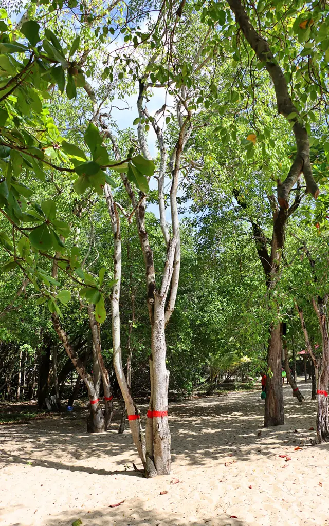 Mancelinier Fleur Arbre Martinique