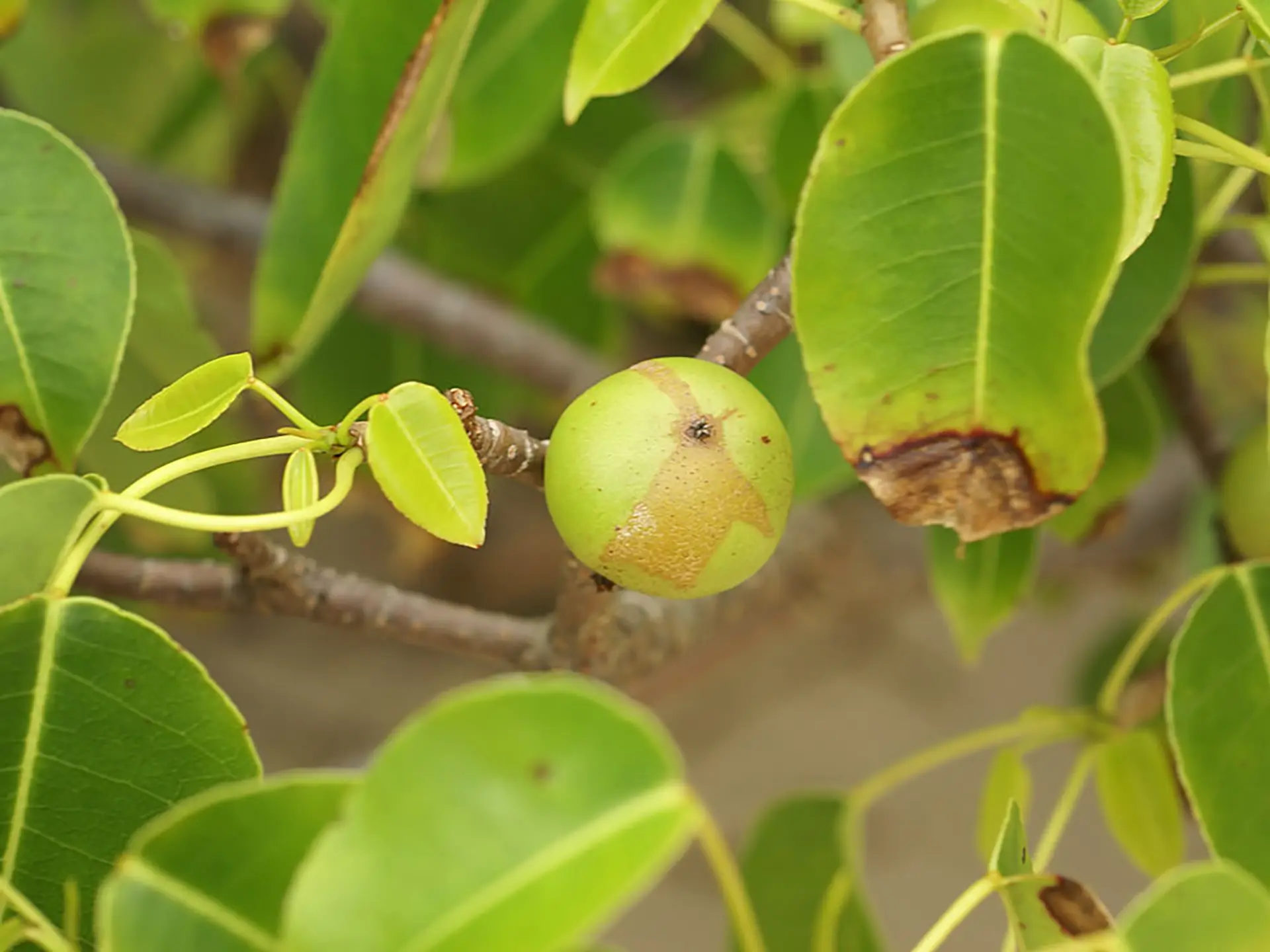 Mancelinier Fleur Fruit Martinique