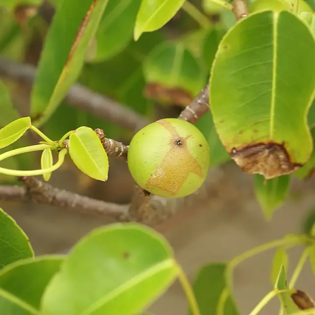 Mancelinier Fleur Fruit Martinique