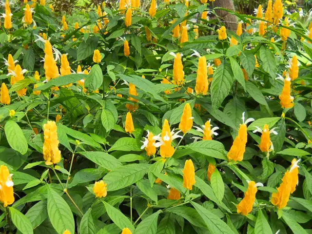 Panache d'officier Fleur Martinique