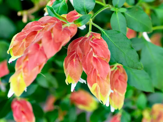Plante crevette Fleur Martinique