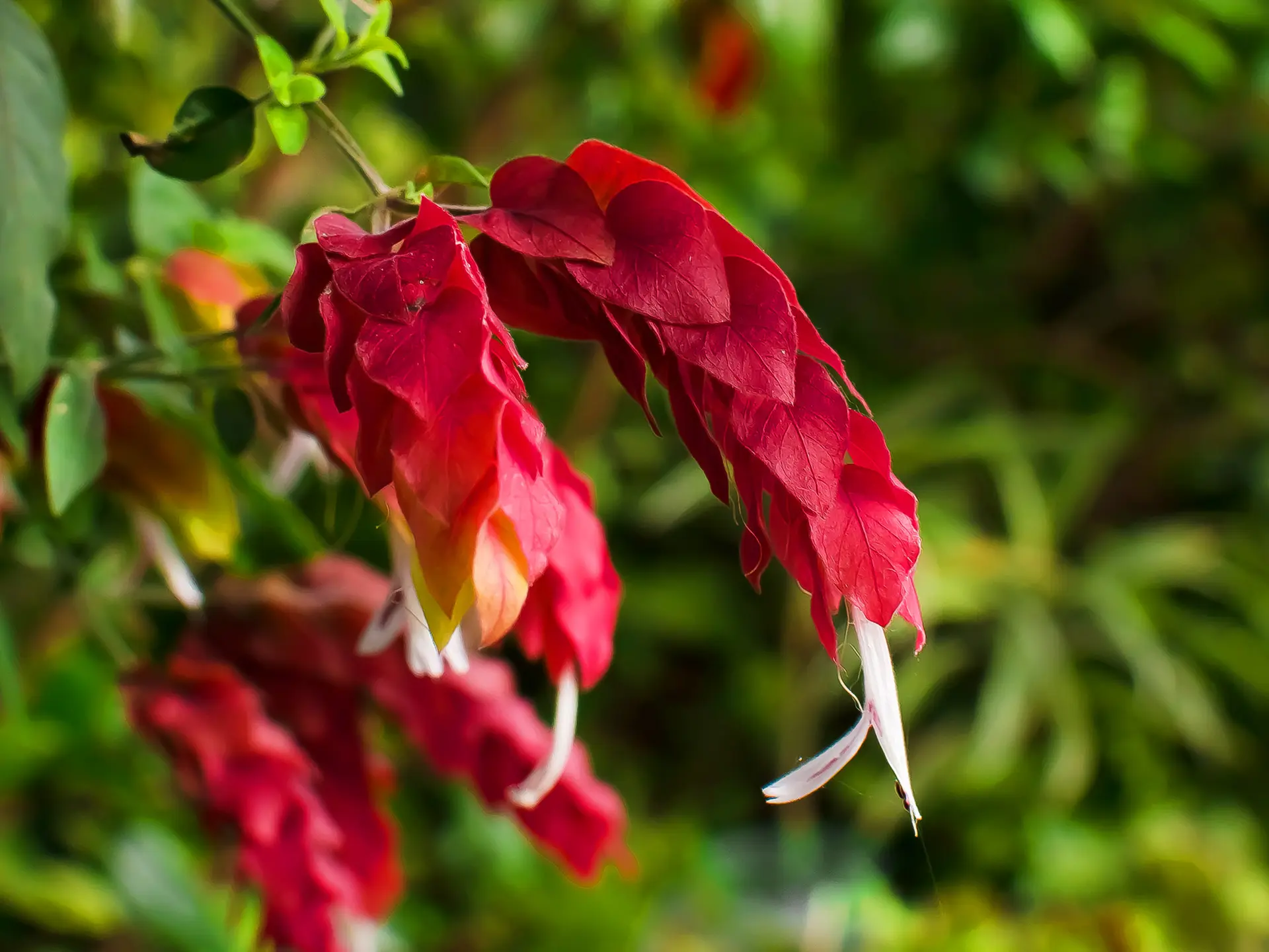 Plante crevette Fleur Martinique