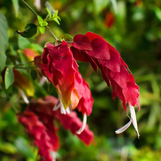 Plante crevette Fleur Martinique