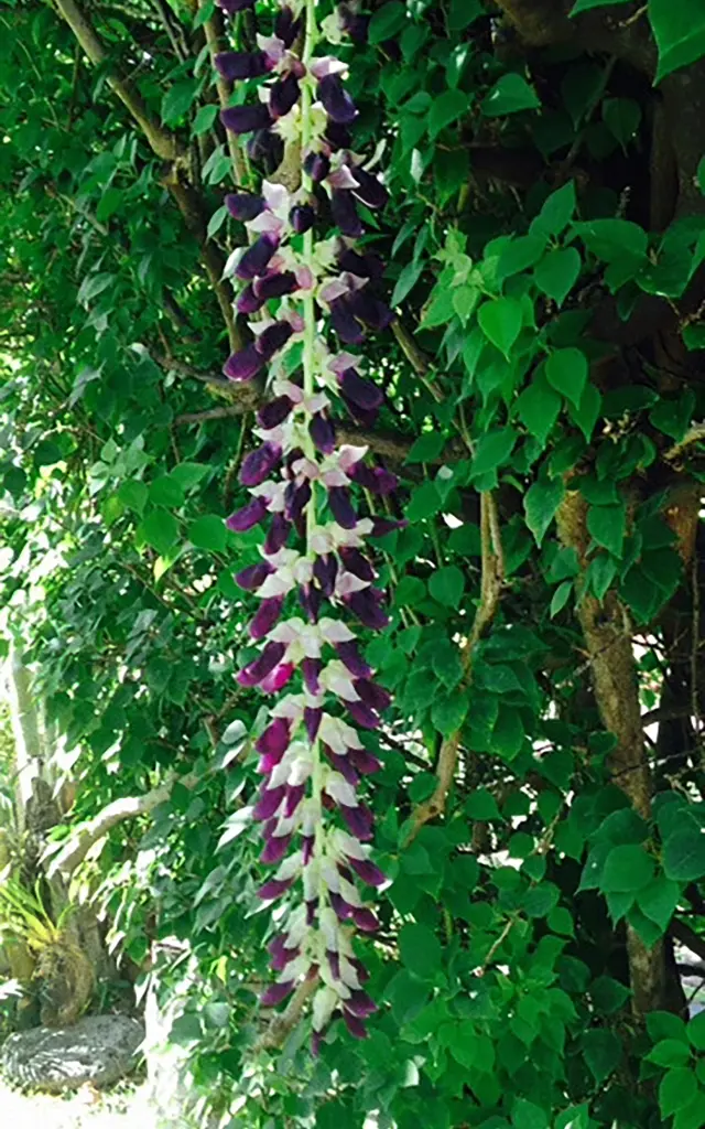 Poil à gratter Fleur Martinique