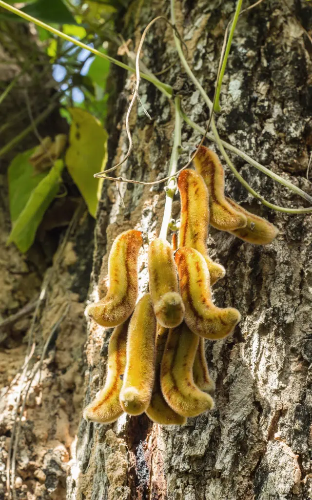 Poil à gratter Fleur Martinique