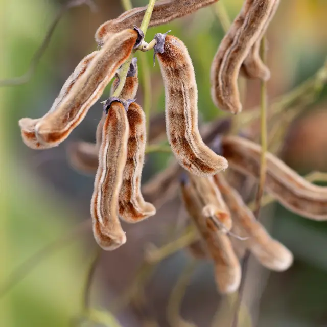 Poil à gratter Fleur Martinique