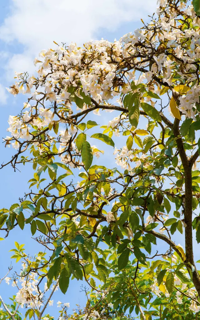 Poirier Fleur Martinique