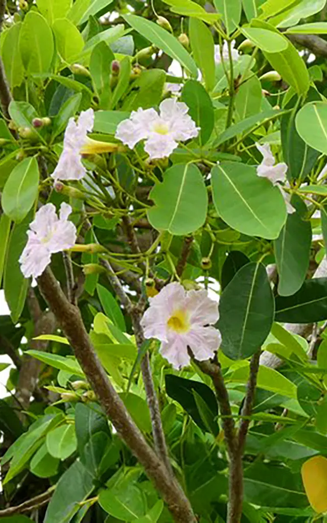 Poirier Fleur Martinique