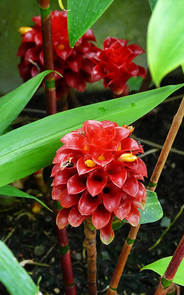 Reine de malaisie Fleur Martinique