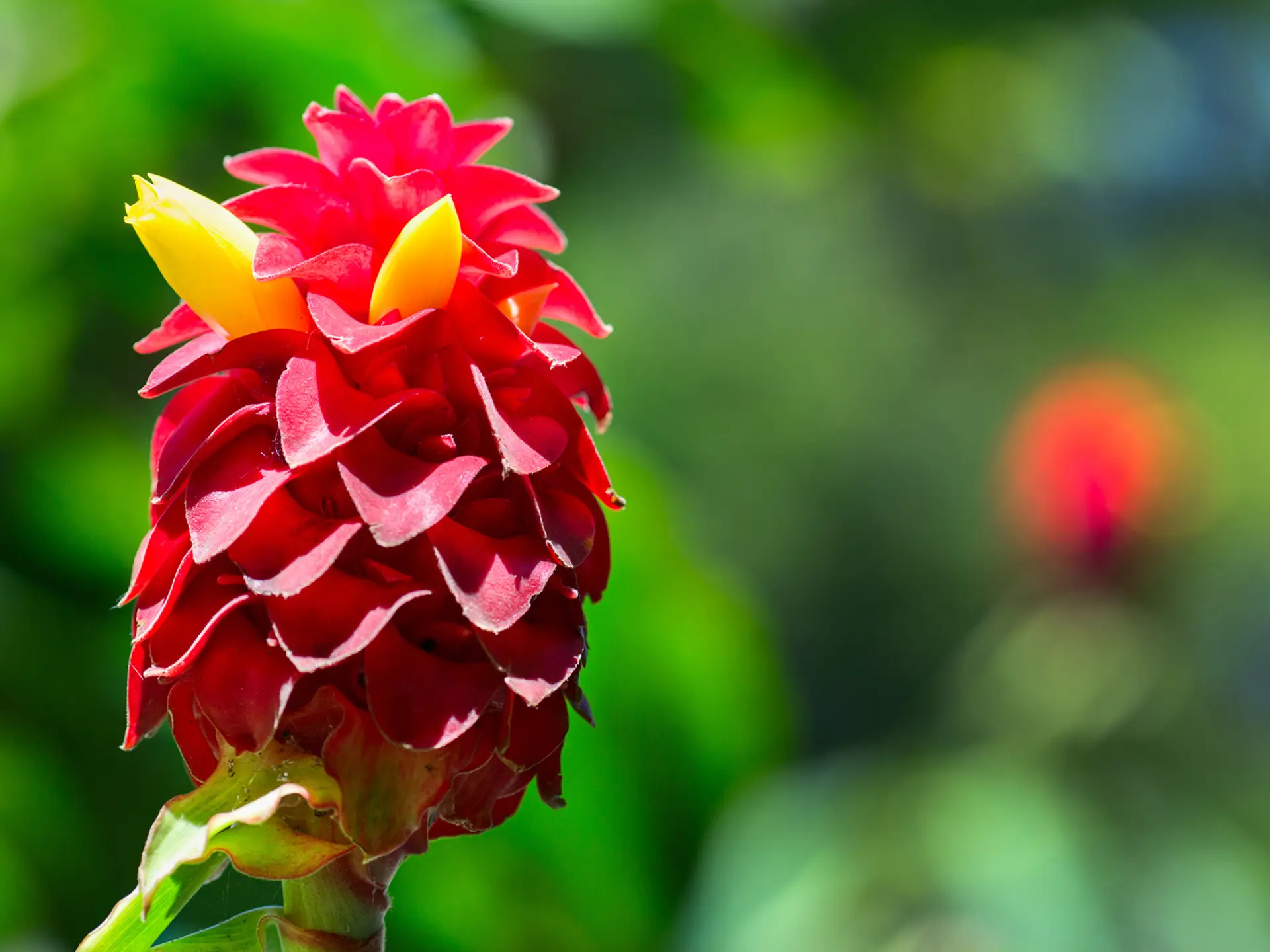 Reine de malaisie Fleur Martinique