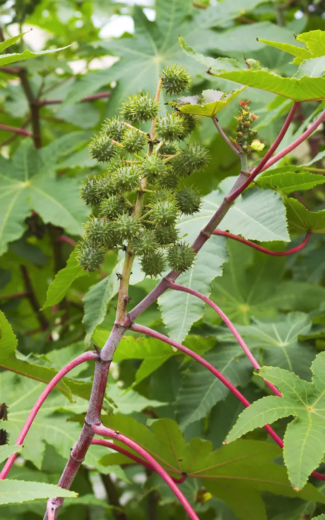 Ricin Fleur Martinique