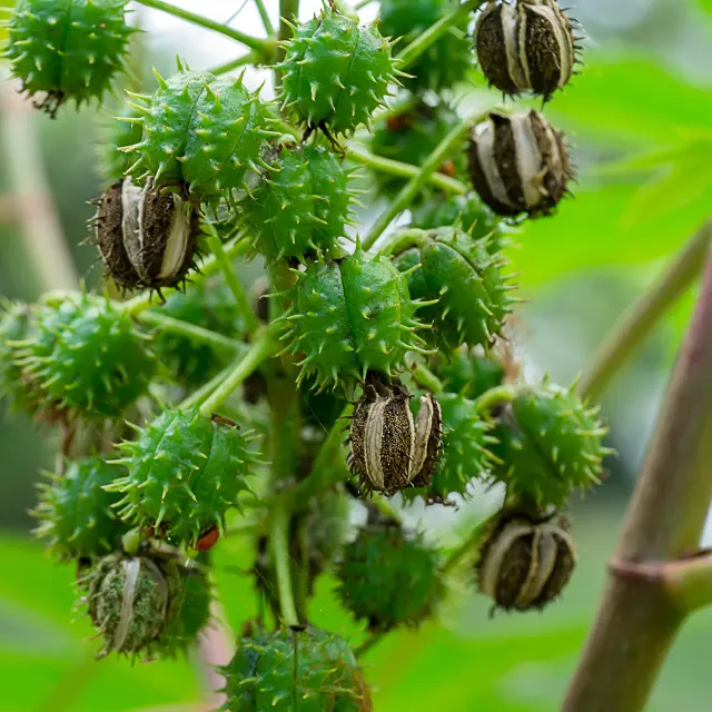Ricin Fleur Martinique