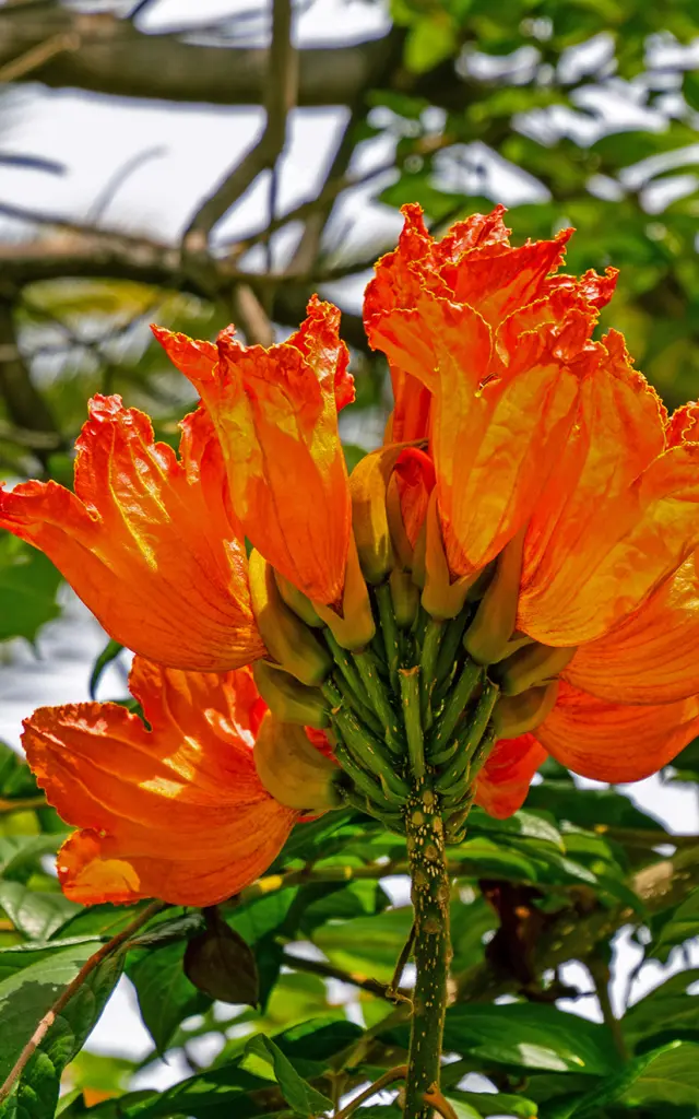 Tulipier du gabon Fleur Martinique