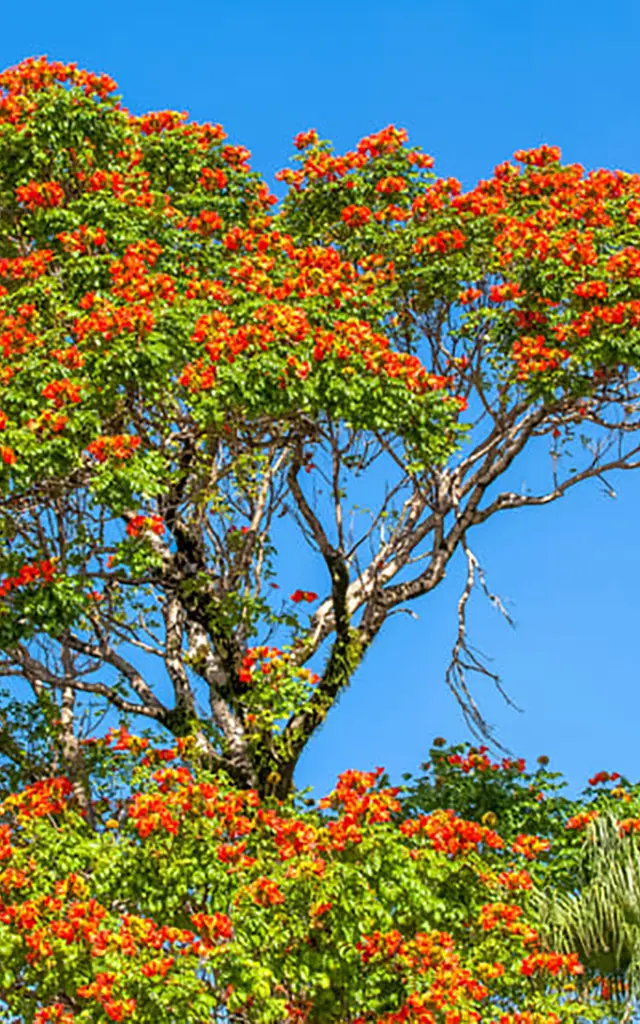 Tulipier du gabon Fleur Martinique