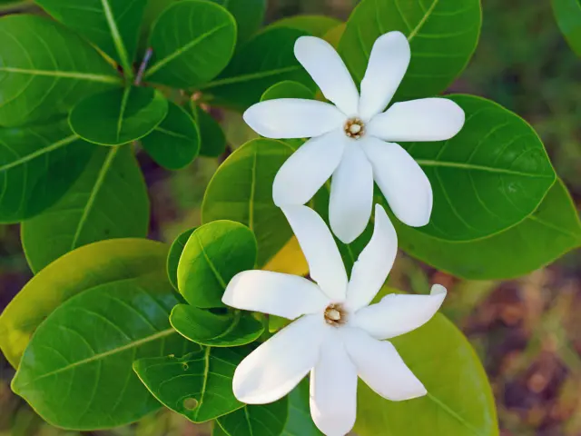 Tiaré Fleur Martinique