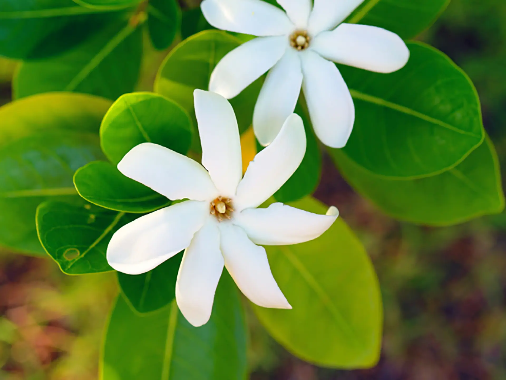 Tiaré Fleur Martinique