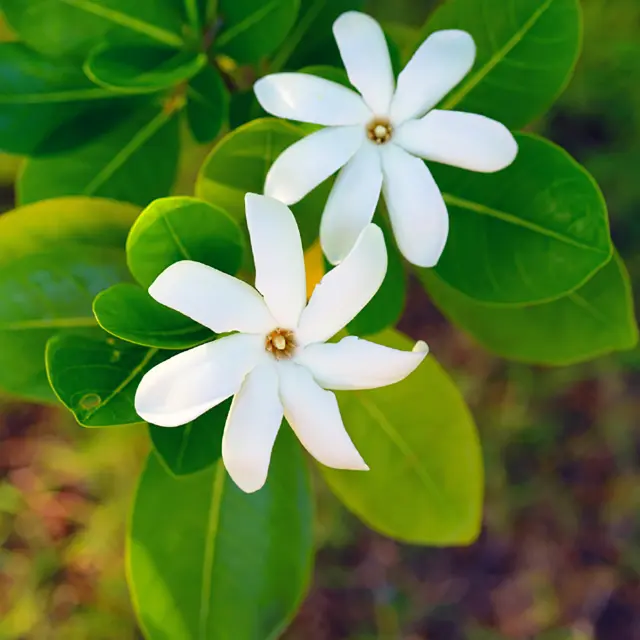 Tiaré Fleur Martinique
