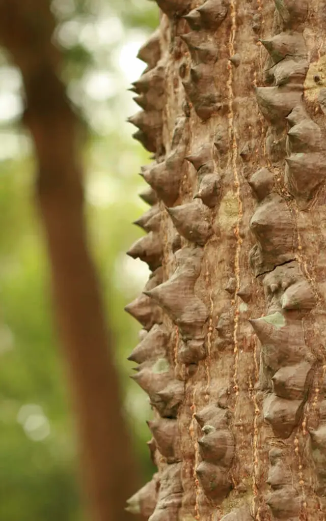 Sablier Arbre Martinique