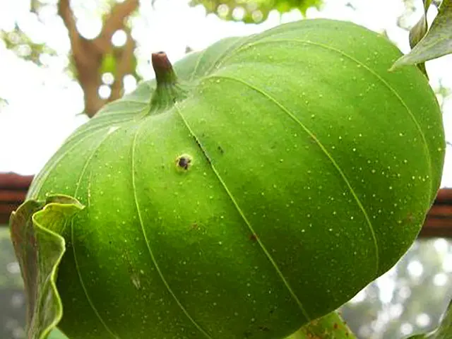Sablier Graine Martinique