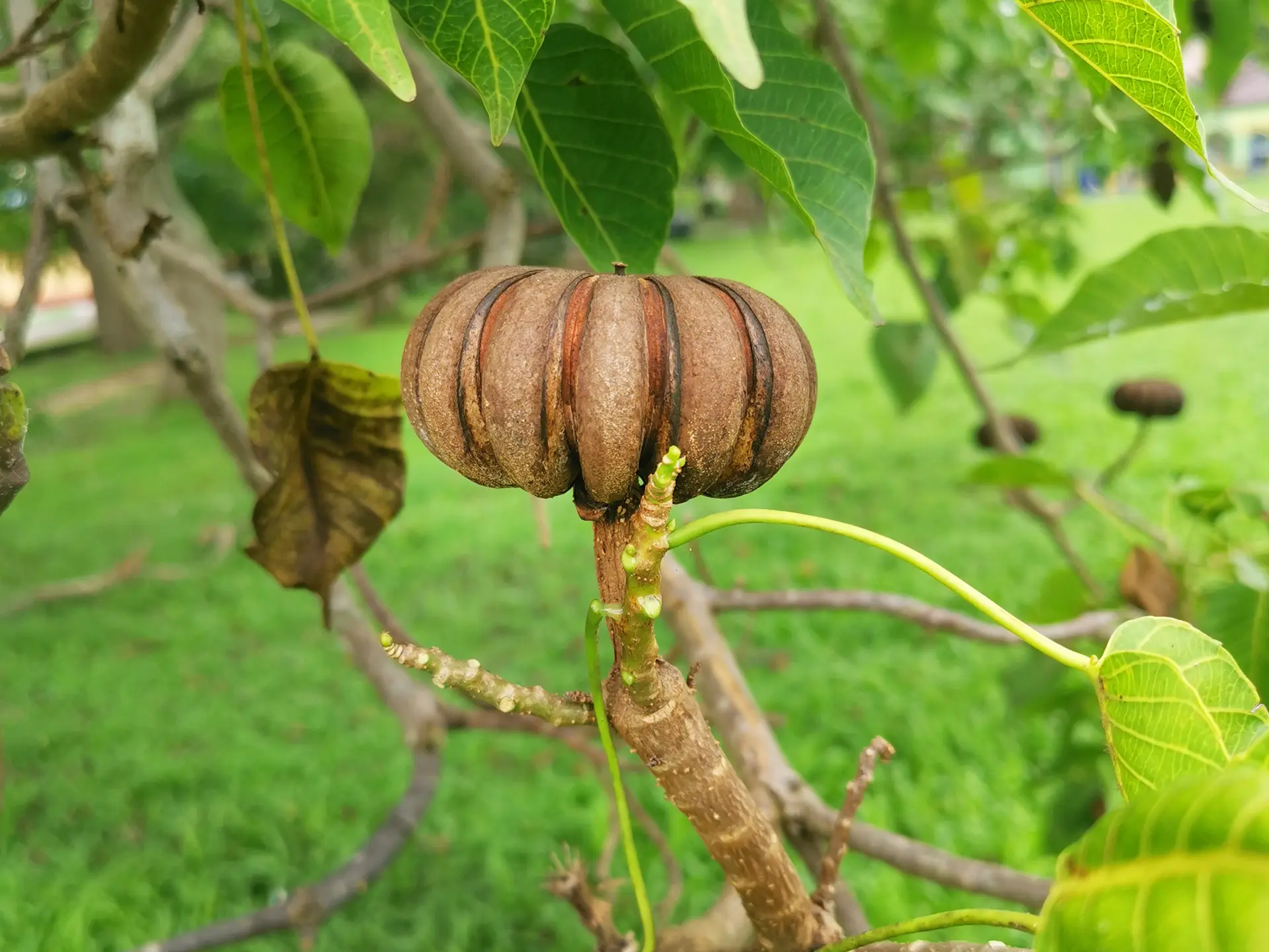 Sablier Graine Martinique