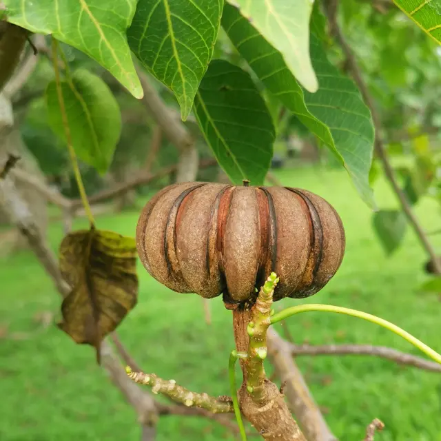 Sablier Graine Martinique