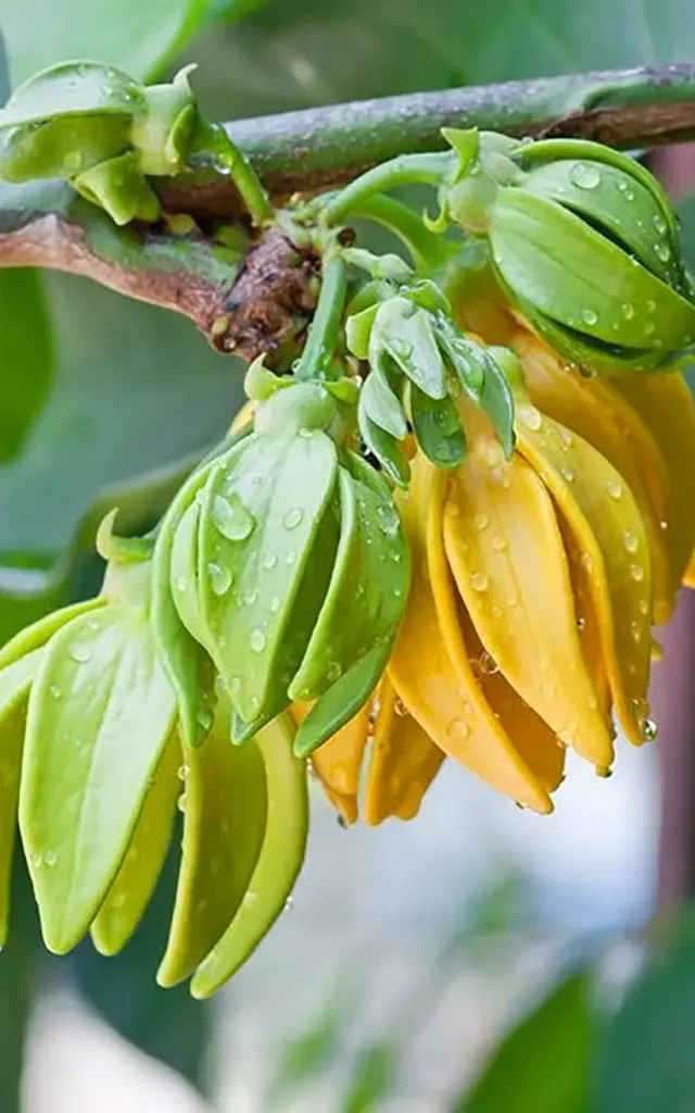 Ylang-ylang Fleur Martinique