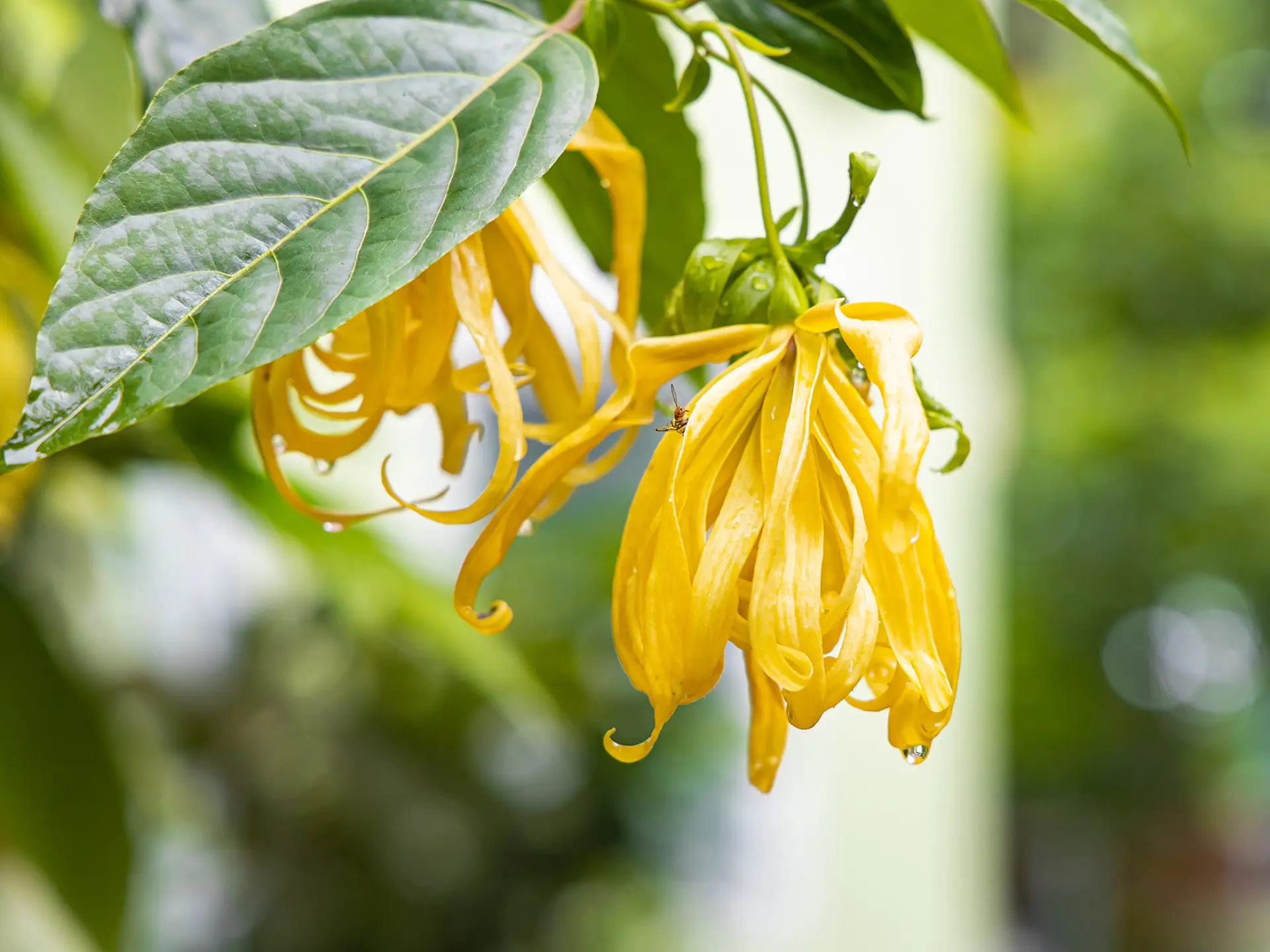 Ylang-ylang Fleur Martinique
