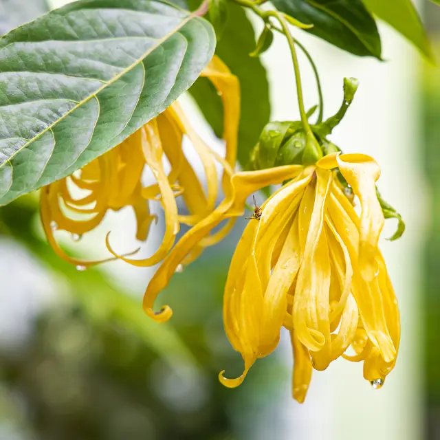 Ylang-ylang Fleur Martinique