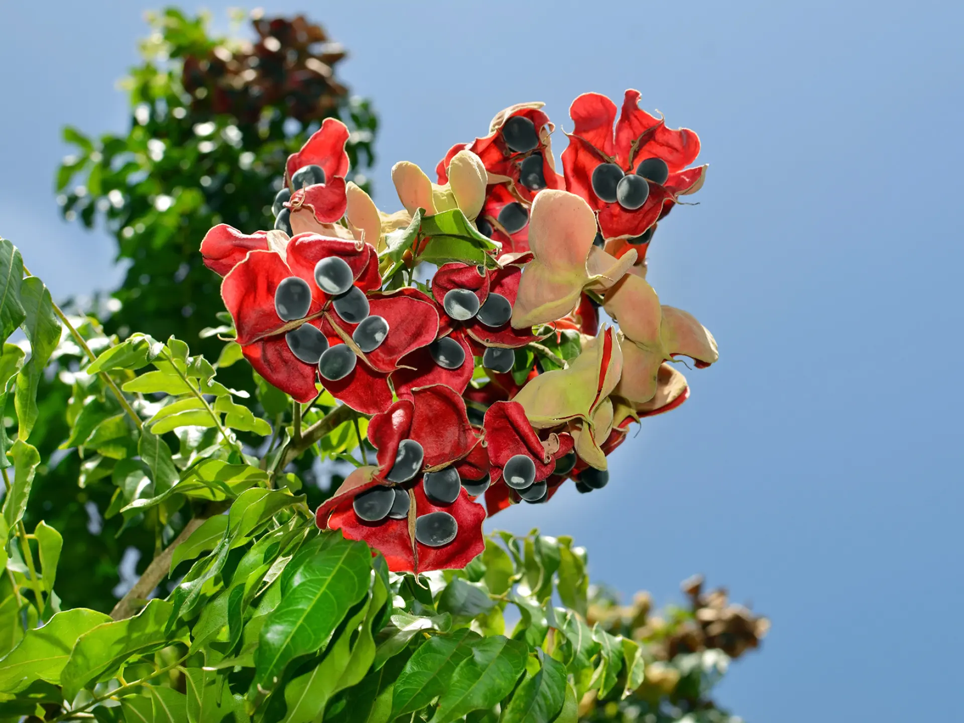 Zanzibar Fleur Graine Martinique