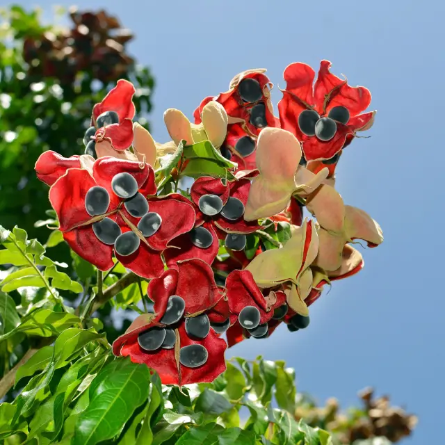Zanzibar Fleur Graine Martinique
