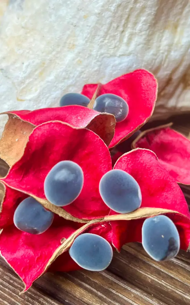 Zanzibar Fleur Graine Martinique