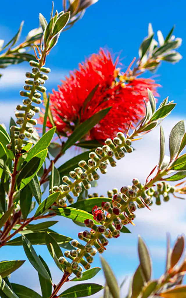 Rince bouteille Fleur Martinique