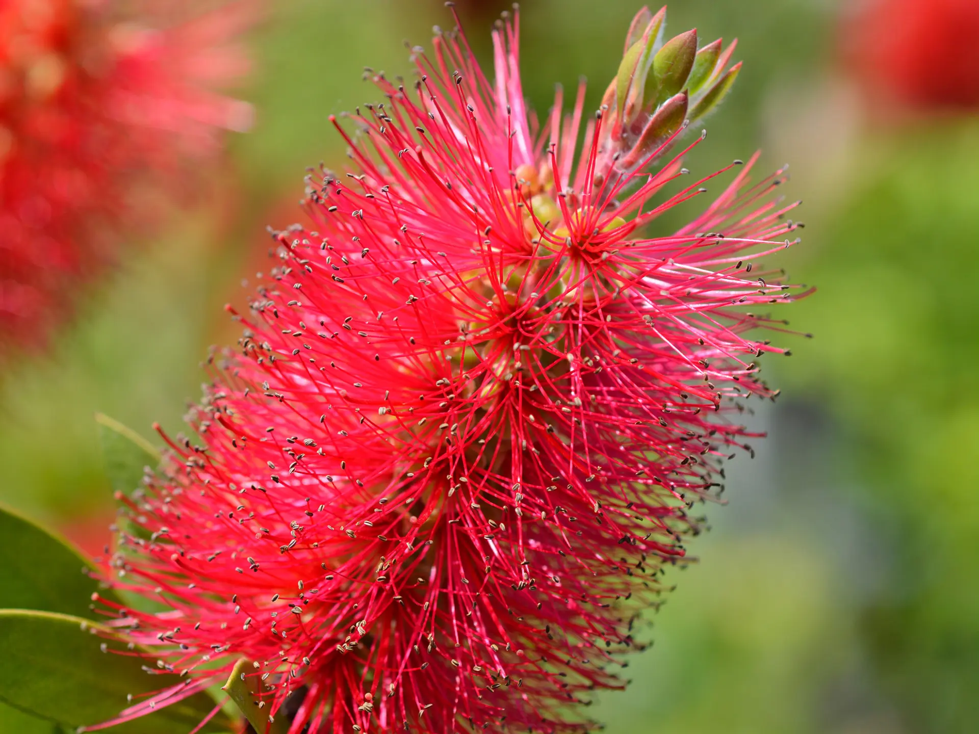 Rince bouteille Fleur Martinique