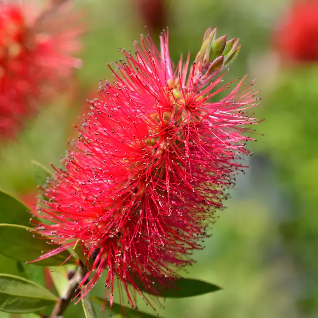 Rince bouteille Fleur Martinique