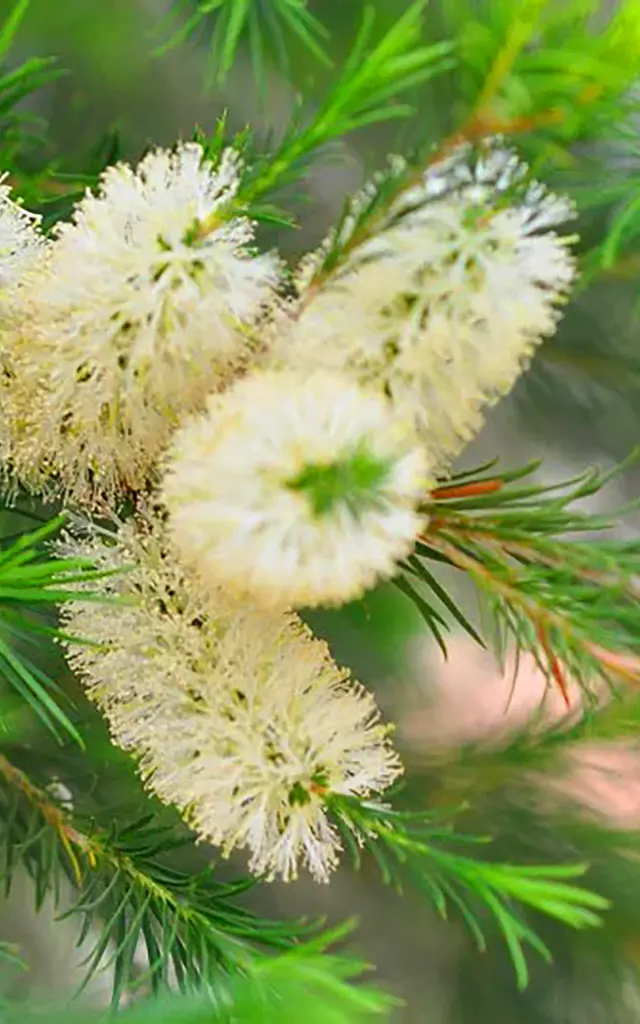 Rince bouteille Fleur Martinique