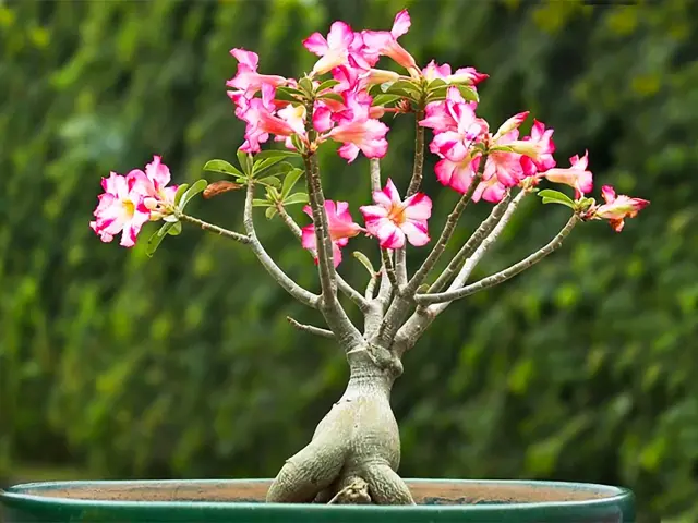 Rose du desert Fleur Martinique