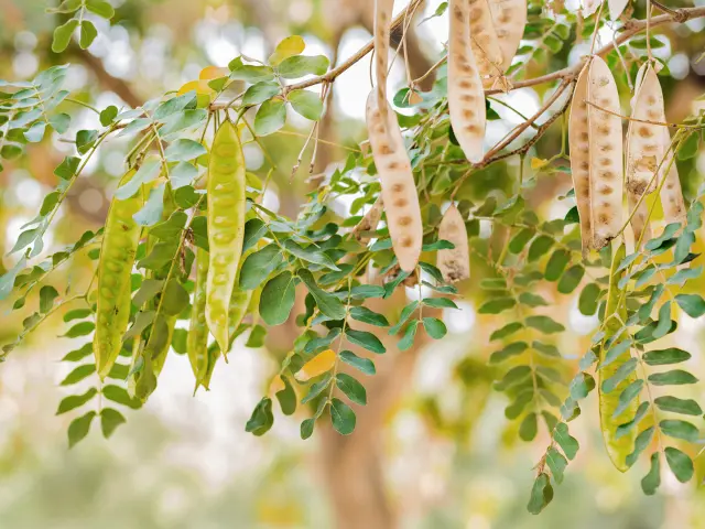 Langue de vieille femme Fleur Martinique