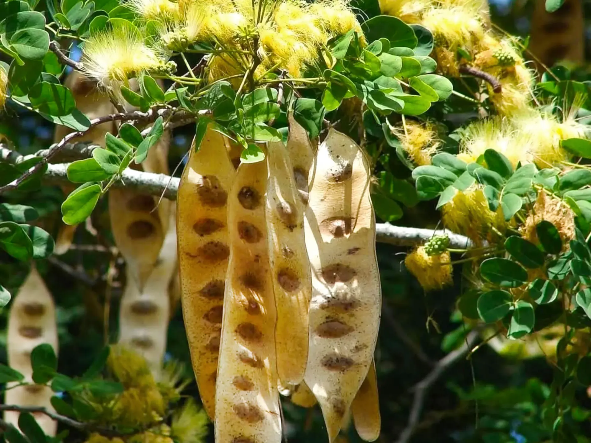 Langue de vieille femme Fleur Martinique