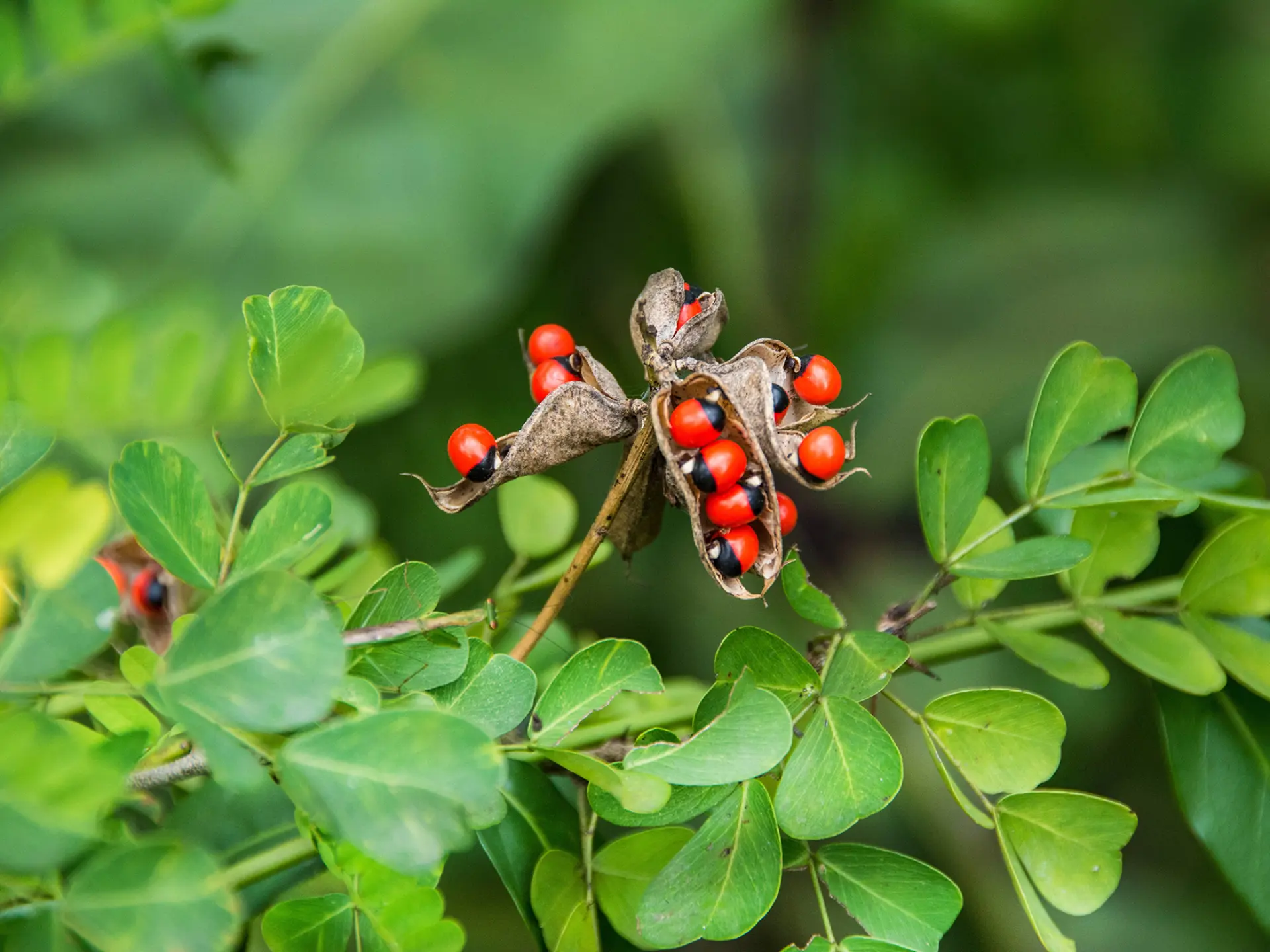 Liane réglisse Graine Fleur Martinique