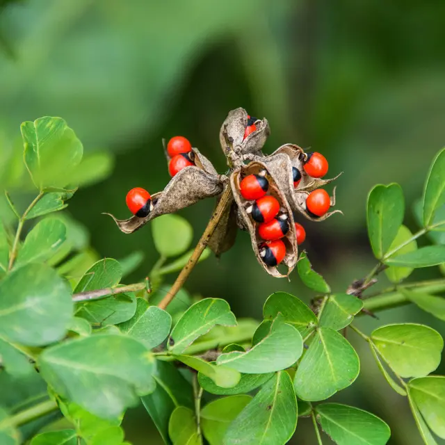 Liane réglisse Graine Fleur Martinique
