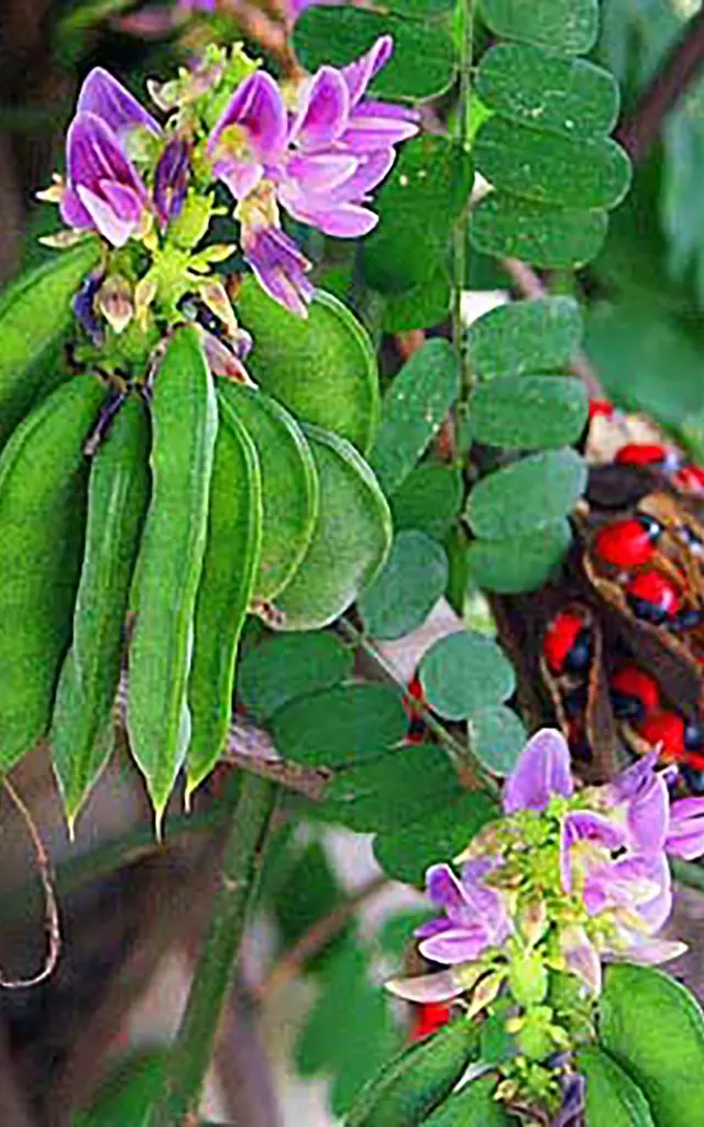 Liane réglisse Graine Fleur Martinique